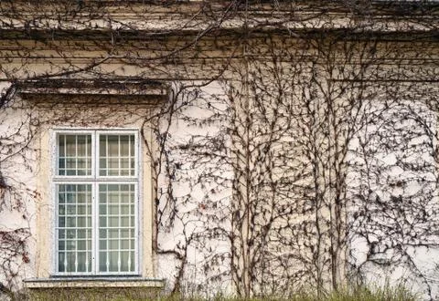 Wall with rustic window and creeper plant in Vienna Austria Foto stock