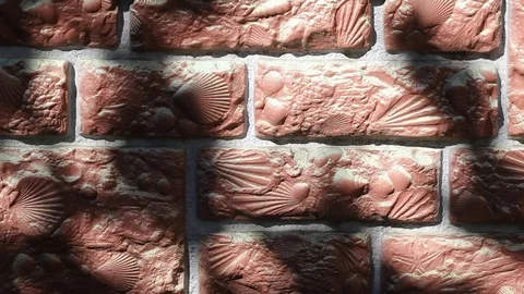 Sea Shell Texture Stock Videos – Royalty-Free HD & 4K Videos