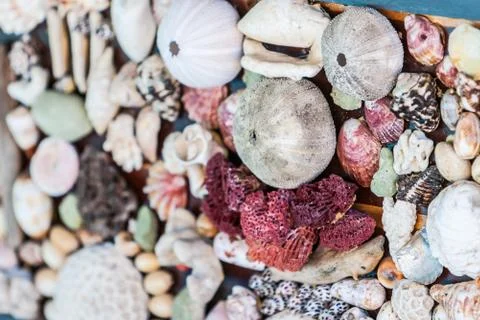 Wall of seashell Stock Photos