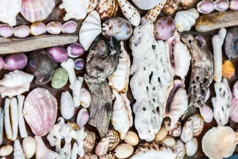 Wall of seashell Stock Photos