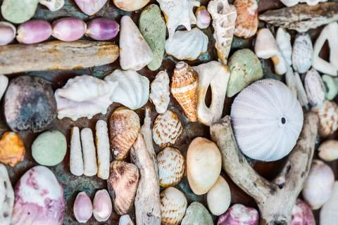 Wall of seashell Stock Photos