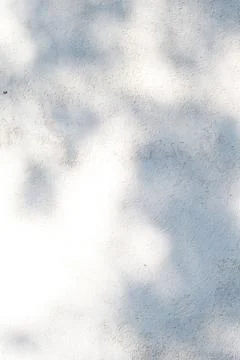 A wall with shadows from leaves. Abstract background. Stock Photos