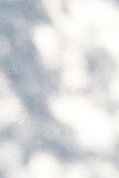 A wall with shadows from leaves. Abstract background. Stock Photos