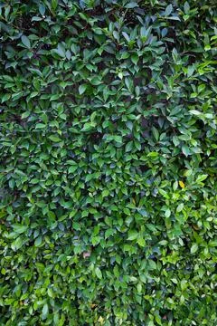 Wall-shaped tree Stock Photos