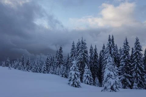 The wall of spruce trees is covered with snow in the winter mountains Stock Photos