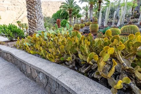 A wall with a stone ledge and a row of cacti Stock Photos