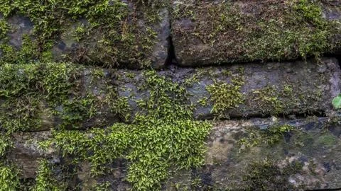 Wall of stone overgrown with moss. Background Stock Photos