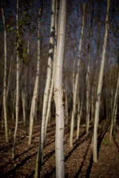 A wall of straight deciduous trees at the edge of the forest Foto stock