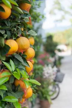 Wall of Tangerine Stock Photos