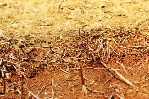 The wall texture of an adobe house made from barley straw and two kinds of clay. Foto stock
