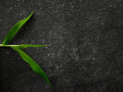 Wall texture background with small green plant Stock Photos