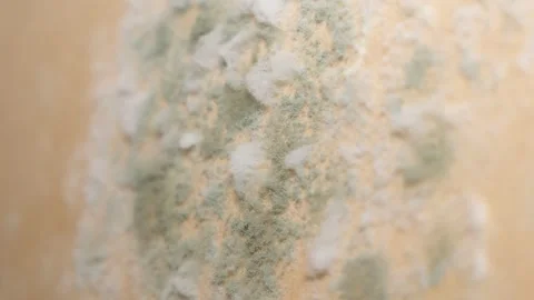 Wall texture with mold growth resembling abstract wood pattern Stock Footage 264070994