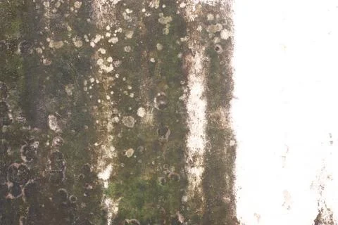 Wall texture moss Stock Photos