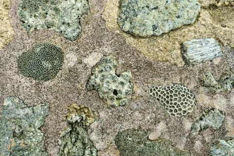 Wall texture with stones and corals Stock Photos