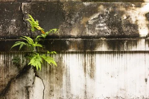 Wall texture of temple Stock Photos