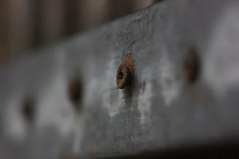 Wall texture zoom view of nut Stock Photos