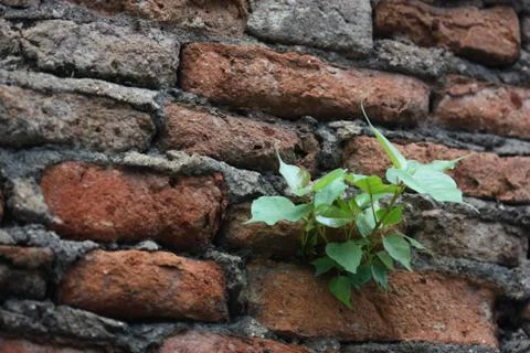 Wall texture zoom view Stock Photos