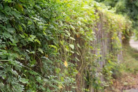 Wall tree-2 Stock Photos