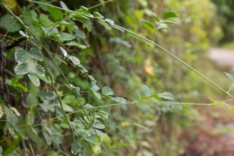 Wall tree-3 Stock Photos