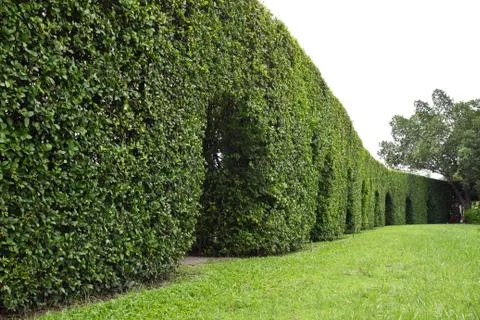 Wall of tree dwarf Stock Photos