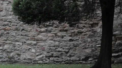 Wall with tree Stock Footage 41321246