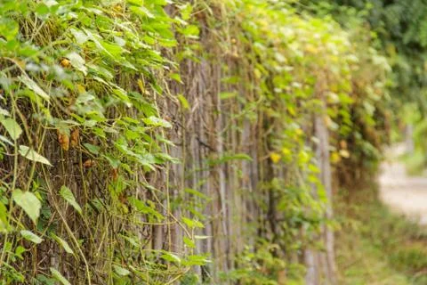 Wall treeๅ Stock Photos