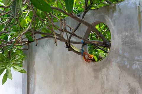 Wall with tree through the hole Stock Photos