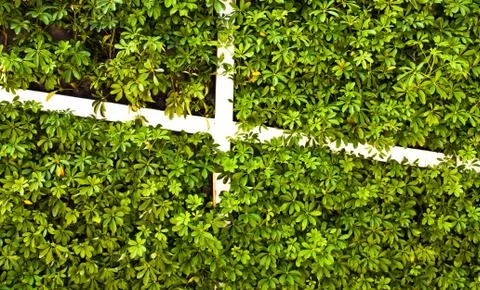 Wall of trees. Stock Photos