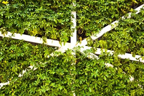 Wall of trees. Stock Photos