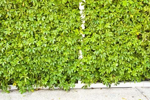 Wall of trees. Stock Photos