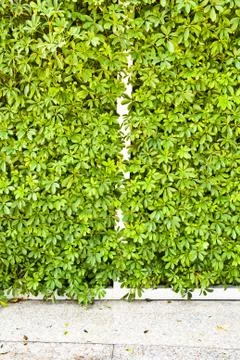 Wall of trees. Stock Photos