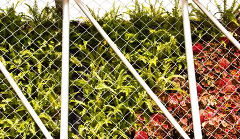 Wall of trees. Stock Photos