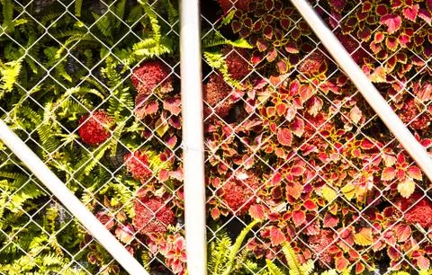 Wall of trees. Stock Photos