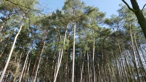 Wall of trees. 스톡 사진