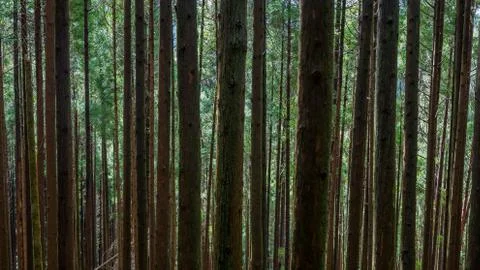 Wall Of Trees Foto stock