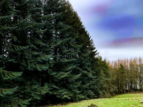Wall of trees Stock Photos