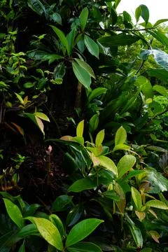 Wall of tropical greenery Stock Photos