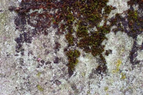 Wall under layer of moss Stock Photos