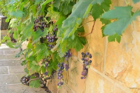 Wall with Vine and Grape Stock Photos