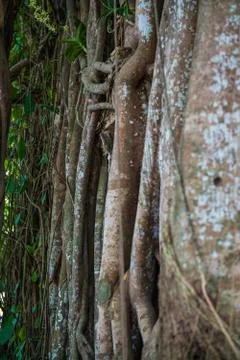 The wall of vine and tree root Stock Photos