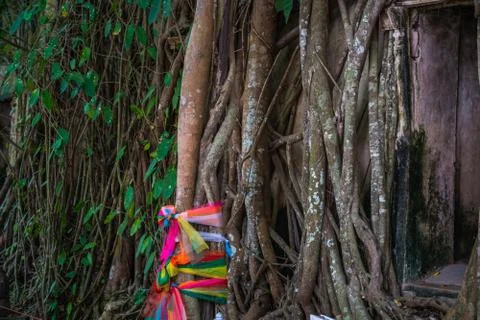 The wall of vine and tree root, colorful fabric Stock Photos