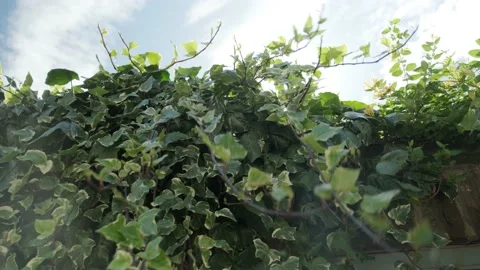 Wall Of Vines With A Flare Stock Footage 136733087