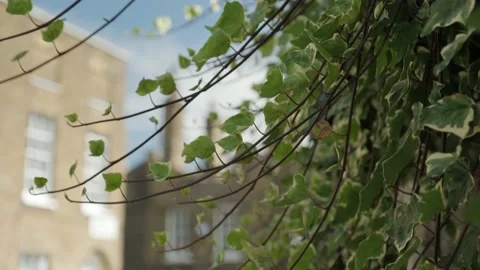 Wall Of Vines, Street And Buildings Stock Footage