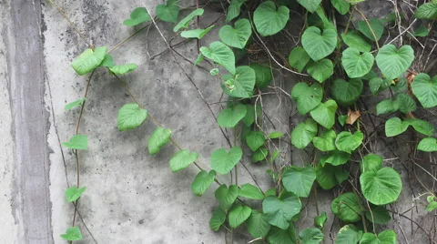 Wall Vines with Textured Wall. Stock-Footage 56710943
