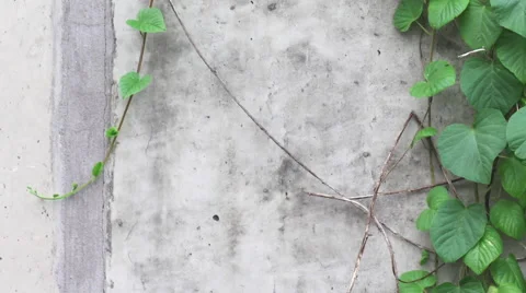 Wall Vines with Textured Wall. Stock-Footage 56711003