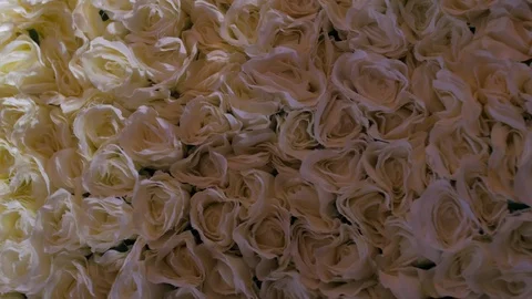 Wall of white roses pan left indoors lighting Stock Footage 93945464