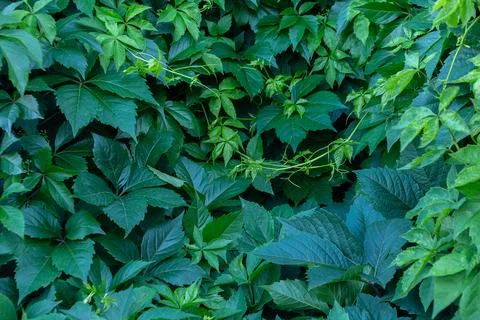 Wall of wild grape foliage Stock Photos