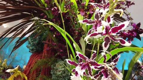 Wall of Wild Orchids Stock Footage 313872031