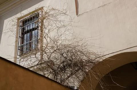 A wall with a window and a bush that grows between the walls on a sunny day Stock Photos