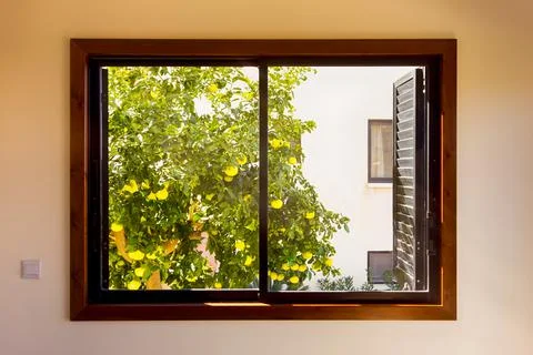 Wall with window indoors. Grapefruit tree growing outside the window. Stock Photos